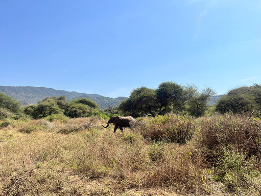 🦁 14-Day Tanzania Itinerary: Safari, Kilimanjaro & Zanzibar