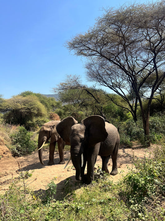 What to Pack for Tanzania and Zanzibar - Travel essentials for safari and beyond