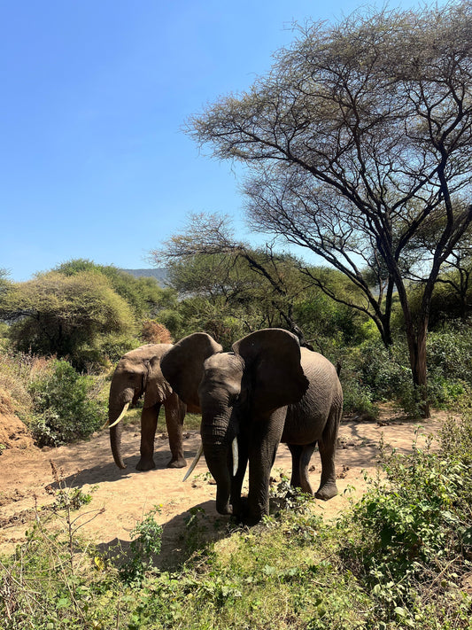 What to Pack for Tanzania and Zanzibar - Travel essentials for safari and beyond